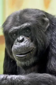 A nevetés evolúciós titkai: 15 millió éves kapocs az emberszabásúakkal