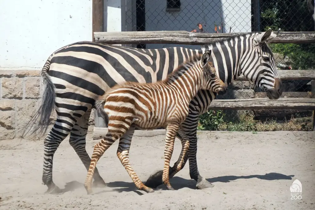 Új lakó az állatkertben: megszületett a kis zebra csődör