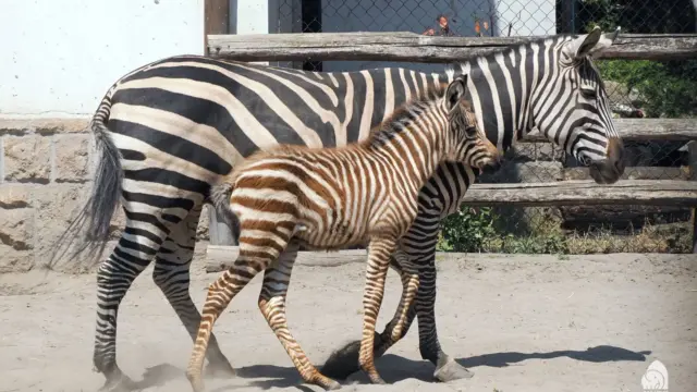 Új lakó az állatkertben: megszületett a kis zebra csődör