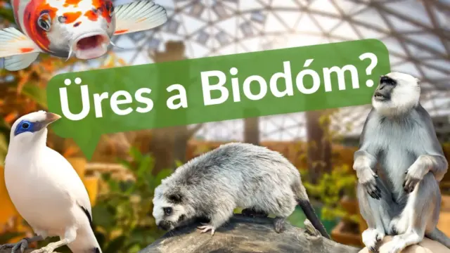 Üres a Biodóm? Tisztázta a félreértéseket a Fővárosi Állat- és Növénykert