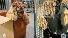 Tisztázódott Pablo, a szibériai tigris genetikai háttere