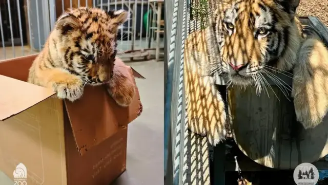 Tisztázódott Pablo, a szibériai tigris genetikai háttere