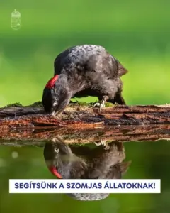 Így segíthetünk a szomjas állatokon a nyári kánikulában
