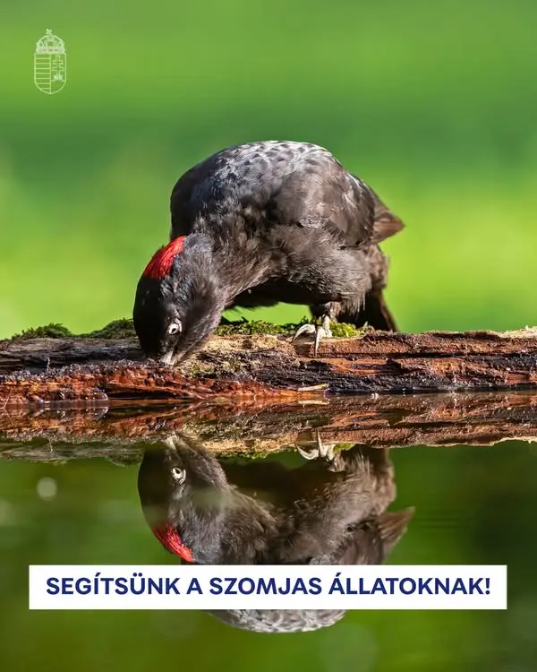 Így segíthetünk a szomjas állatokon a nyári kánikulában