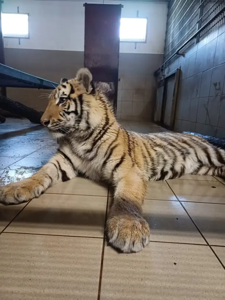Így hűsöl a nyári melegben Pablo, a veresegyházi amur tigris