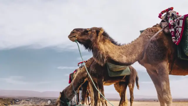 A sivatag hajói is szenvednek: a perzselő hőség a tevéket is legyőzi Afrikában
