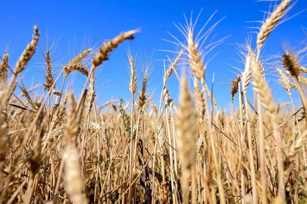 Civil szervezetek kérik a kormányt a GMO-mentesség megőrzésére