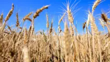 Civil szervezetek kérik a kormányt a GMO-mentesség megőrzésére