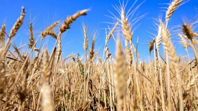 Civil szervezetek kérik a kormányt a GMO-mentesség megőrzésére