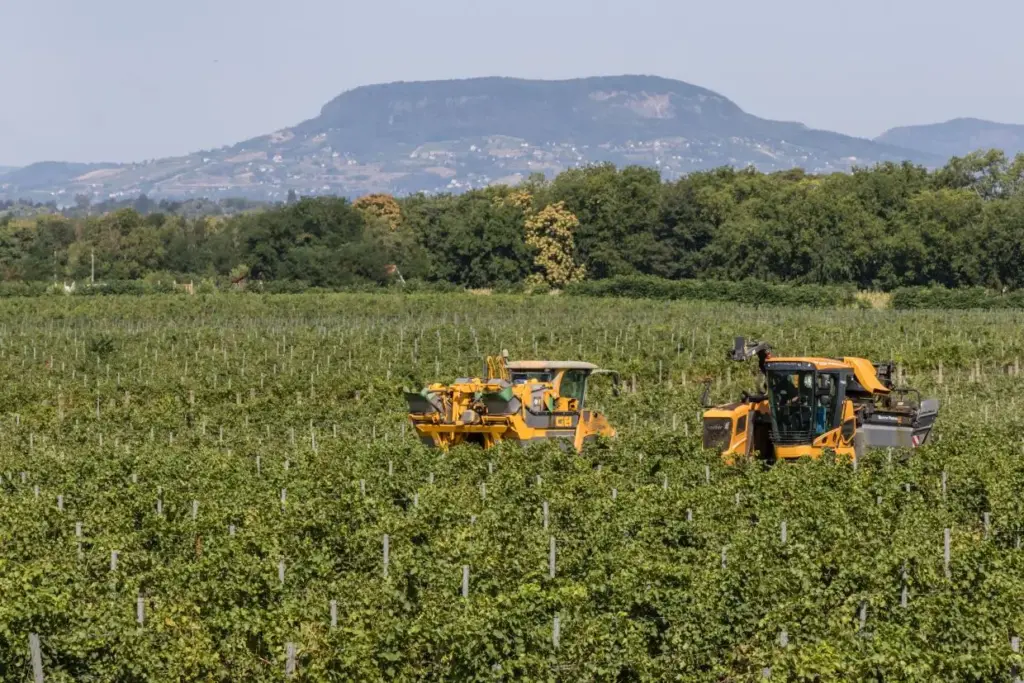 Csabagyöngyével indult a szüret a Dél-Balatonon