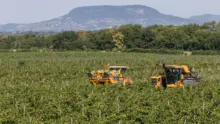Csabagyöngyével indult a szüret a Dél-Balatonon