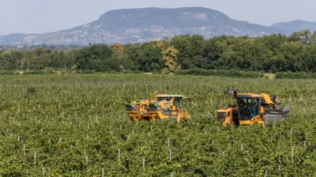 Csabagyöngyével indult a szüret a Dél-Balatonon