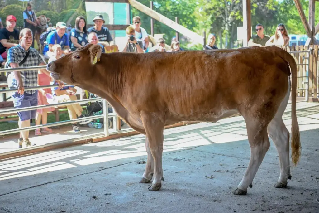 Hatékony intézkedéseket vár az agrárkamara az állattenyésztők érdekében