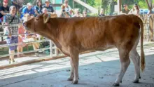 Hatékony intézkedéseket vár az agrárkamara az állattenyésztők érdekében