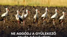Nem szorulnak segítségre a gyülekező fehérgólyák