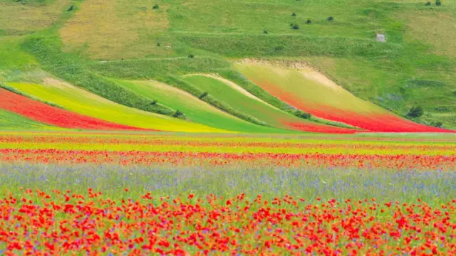 Castelluccio di Norcia: A lencsevirágzás csodája Umbria szívében