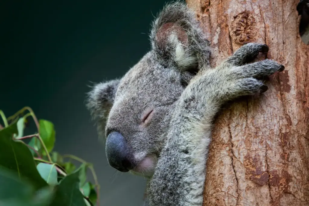 Kangaroo-sziget: A koalák megmentése a kihalástól és a betegségektől
