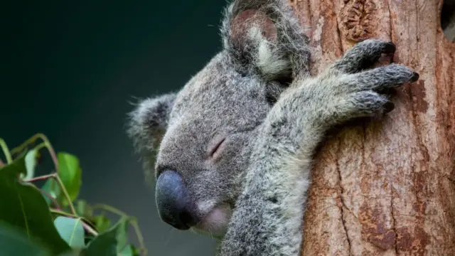 Kangaroo-sziget: A koalák megmentése a kihalástól és a betegségektől