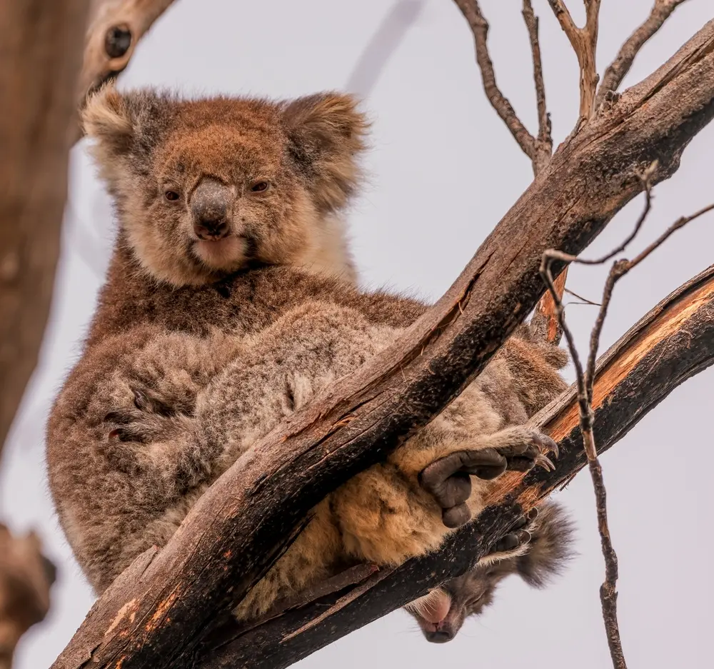 Kangaroo-sziget: A koalák megmentése a kihalástól és a betegségektől
