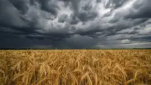 Reprezentatív felmérést indít az agrárkamara a jégkármérséklő rendszer gazdálkodói támogatottságáról