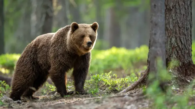 Romániából először telepítenek medvéket külföldi állatparkba