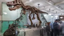 Rekordáron kelhet el Gus, a különleges T-Rex fosszília