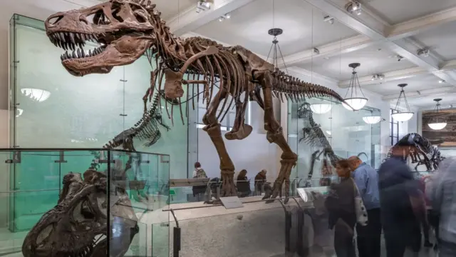 Gus, a T. rex, amely rekordot dönthet az aukción