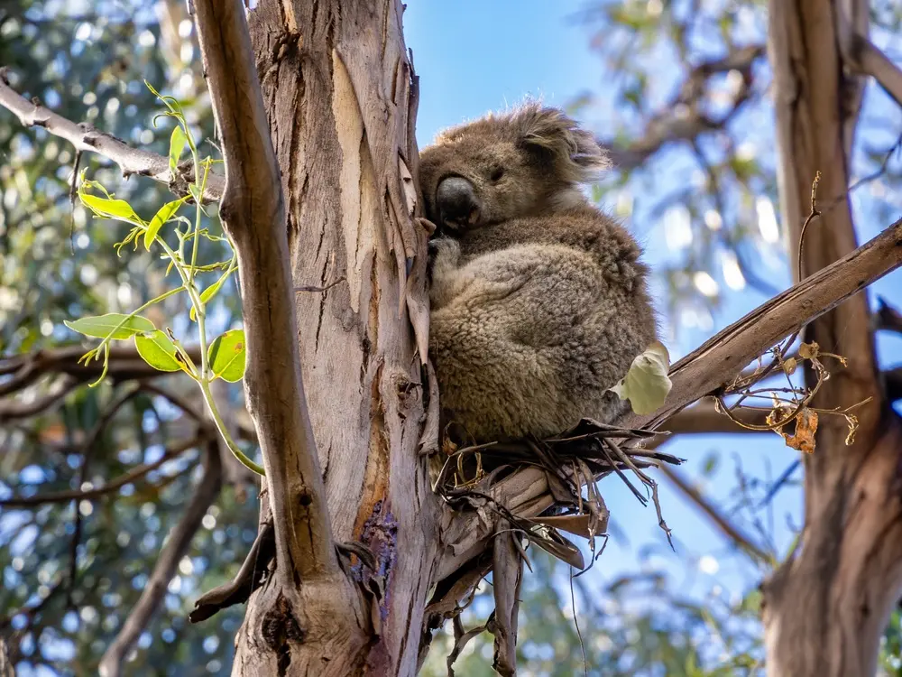 Kangaroo-sziget: A koalák megmentése a kihalástól és a betegségektől