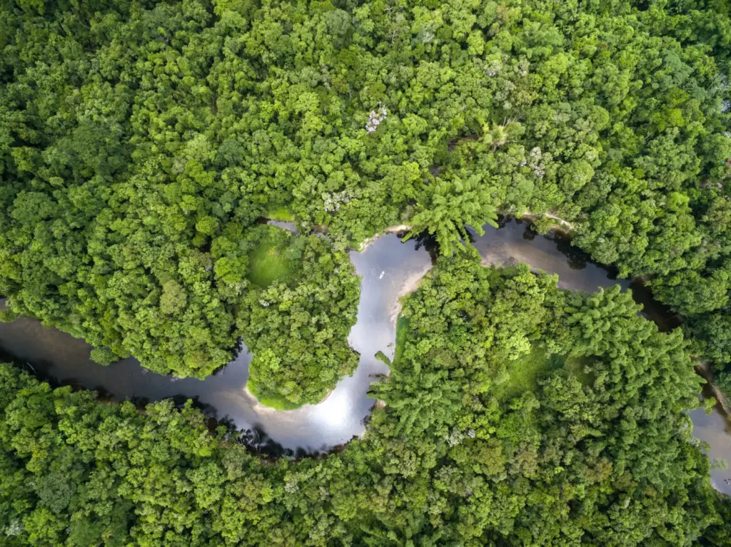Tízéves mélyponton az Amazonas erdőirtása Brazíliában