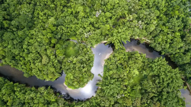 Tízéves mélyponton az Amazonas erdőirtása Brazíliában