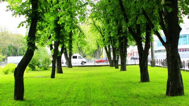 Miért létfontosságúak a fák a városi hőség elleni küzdelemben?