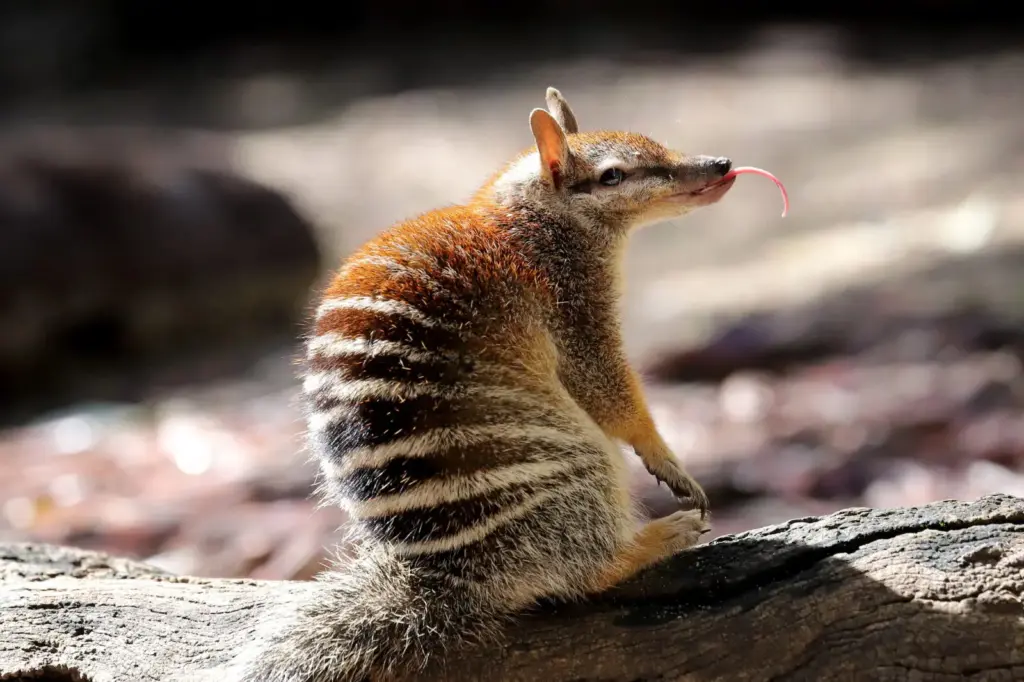 Ausztrália a kihalás szélén: a numbat lehet a remény utolsó szimbóluma