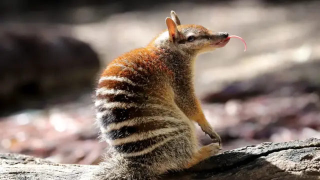 Ausztrália a kihalás szélén: a numbat lehet a remény utolsó szimbóluma