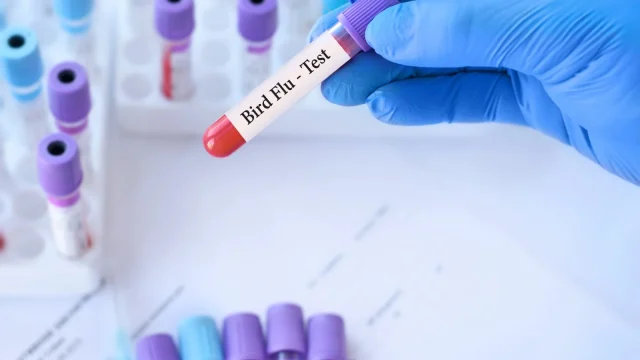 Ausztráliában az első emlősnél is kimutatták a H5N1 madárinfluenzát