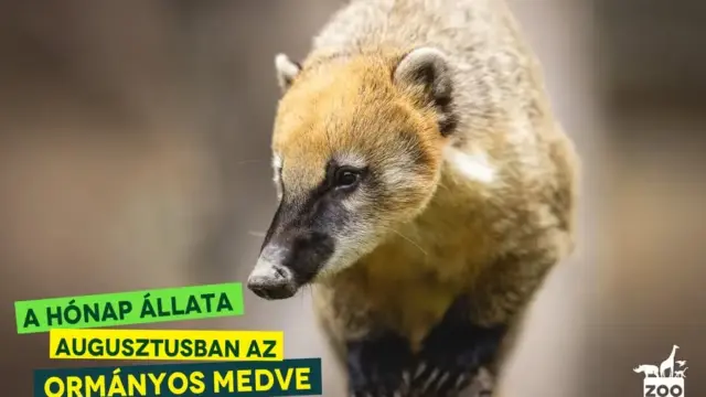 Az ormányos medve lett augusztus állata