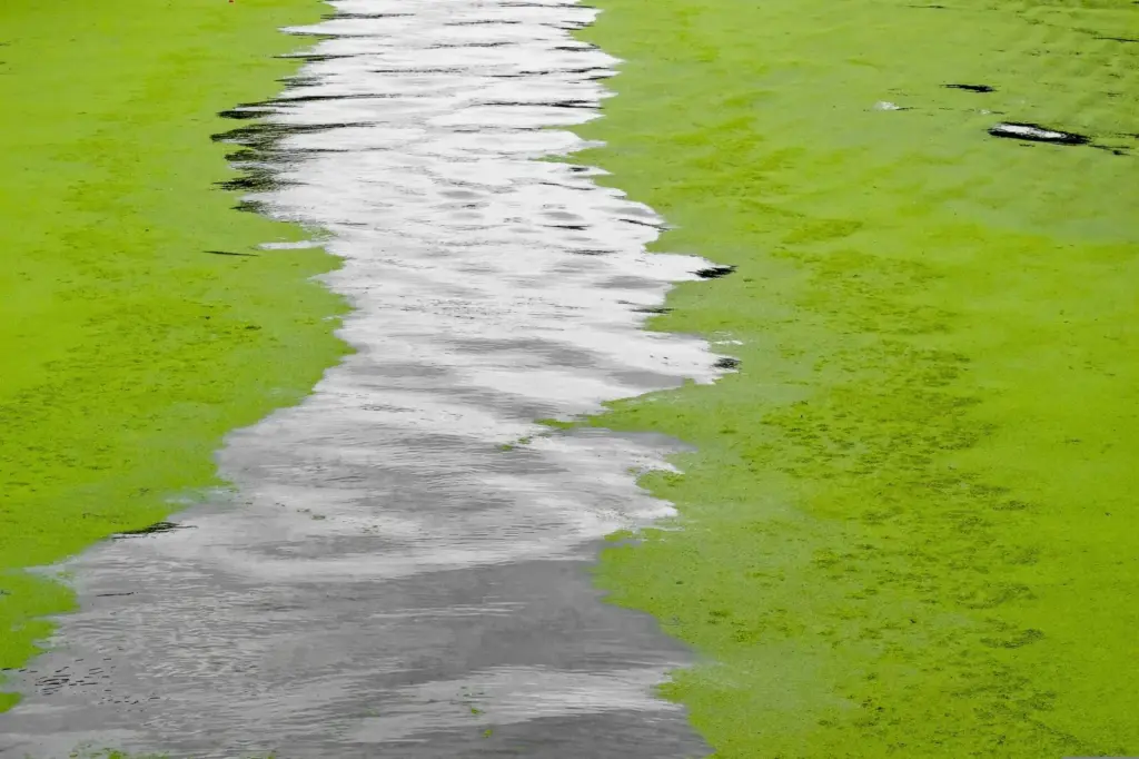 Tihanyi kutatók: nincs a Balatonban szemmel látható algatömeg