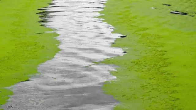 Tihanyi kutatók: nincs a Balatonban szemmel látható algatömeg