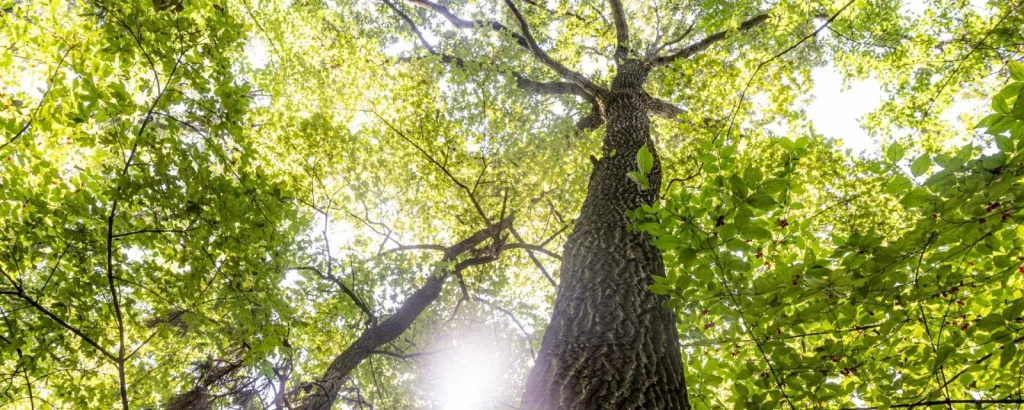 Új környezetvédelmi főhatóság alakul 2027-től Magyarországon