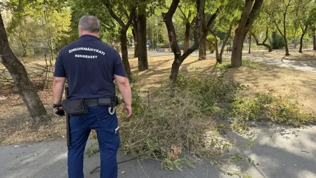 Engedély nélkül metszette a fákat egy férfi a Bosnyák téren