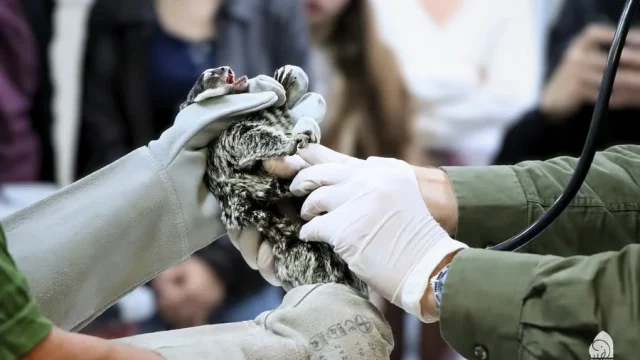 Fehérpamacsos selyemmajmot foglaltak le a rendőrök egy tiszafüredi férfinál