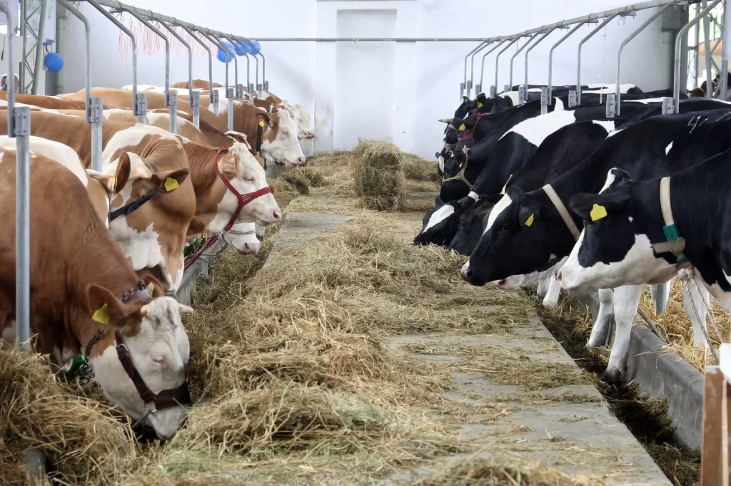 Mesterséges intelligencia segíti a tejtermelő gazdaságok munkáját