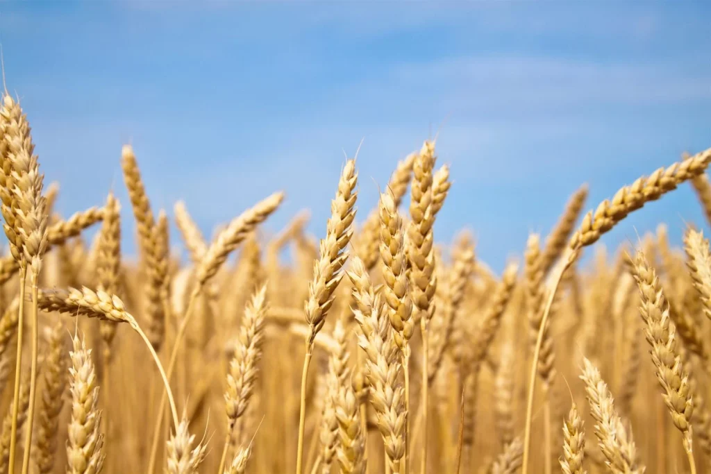Eurobarométer: az európaiak kiemelten fontosnak tartják az uniós agrárpolitikát