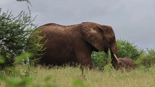 Új kutatás szerint az afrikai elefántok gyógynövényeket használnak betegségeik kezelésére