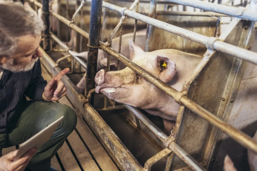 Állatjóléti támogatási előleget kapnak a sertéstartók