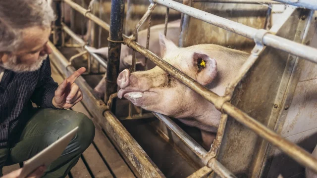 Állatjóléti támogatási előleget kapnak a sertéstartók