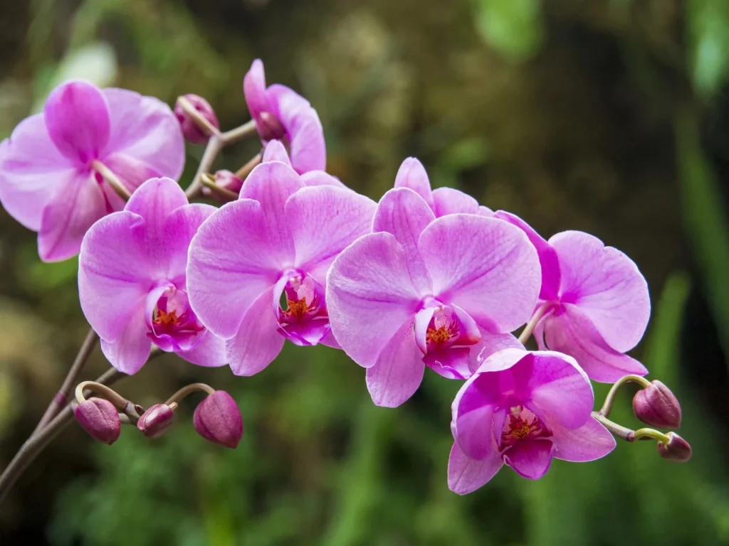 Így érheted el, hogy az orchideád újra virágozzon szeptemberben