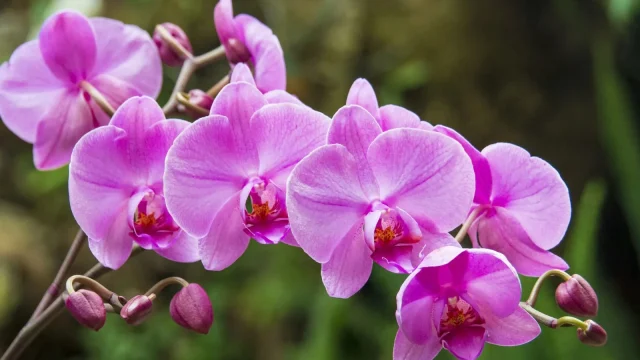 Így érheted el, hogy az orchideád újra virágozzon szeptemberben