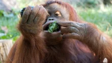 Így etetik az orangutánokat a Fővárosi Állat- és Növénykertben