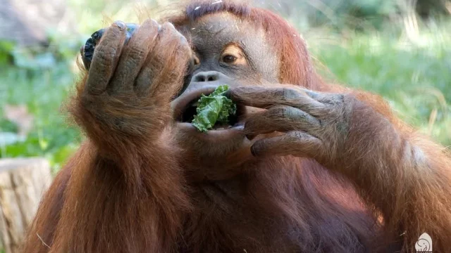 Így etetik az orangutánokat a Fővárosi Állat- és Növénykertben