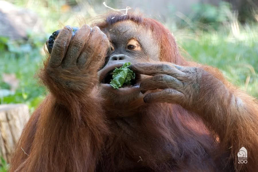 Így etetik az orangutánokat a Fővárosi Állat- és Növénykertben